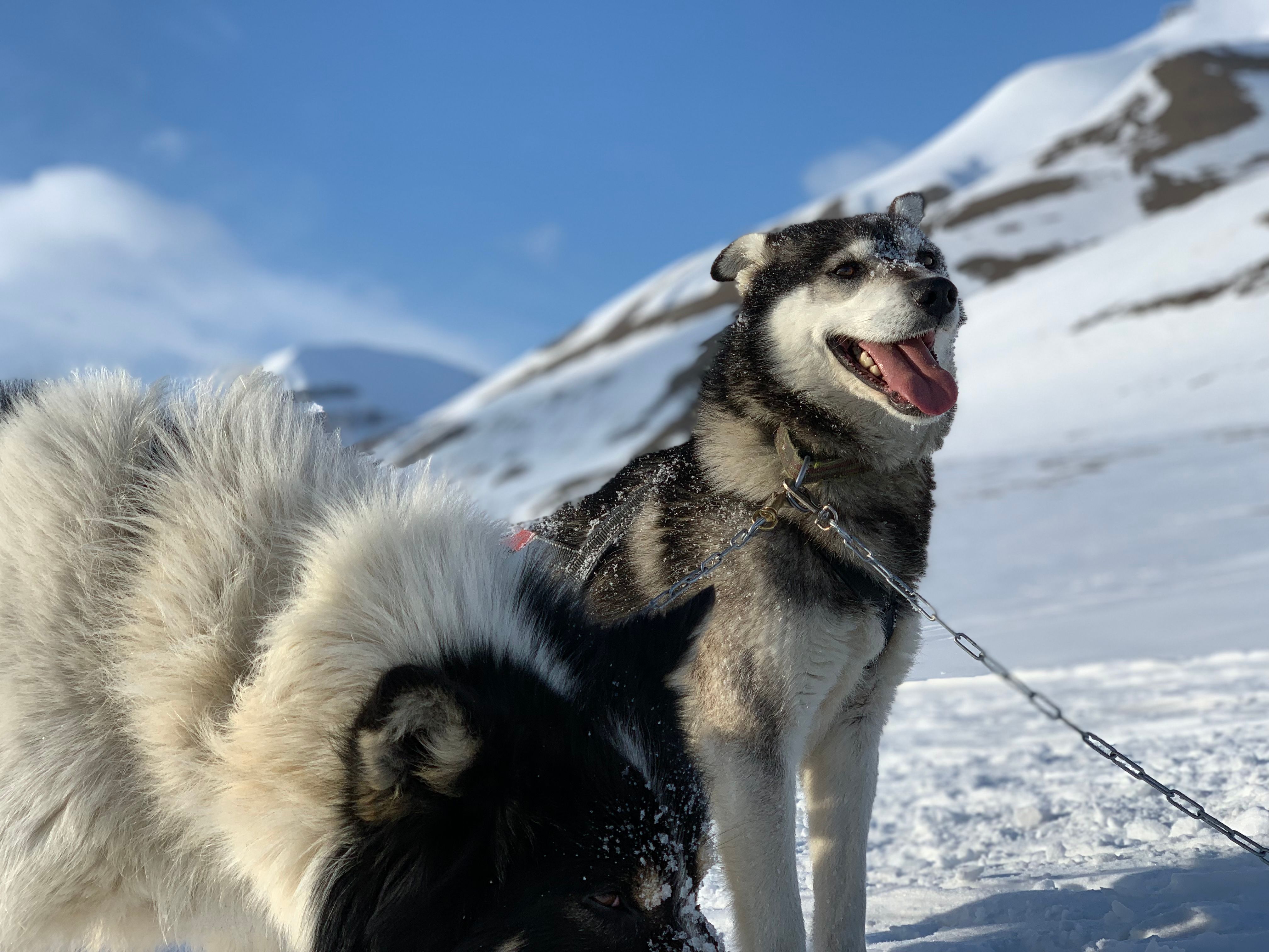 Sled dogs