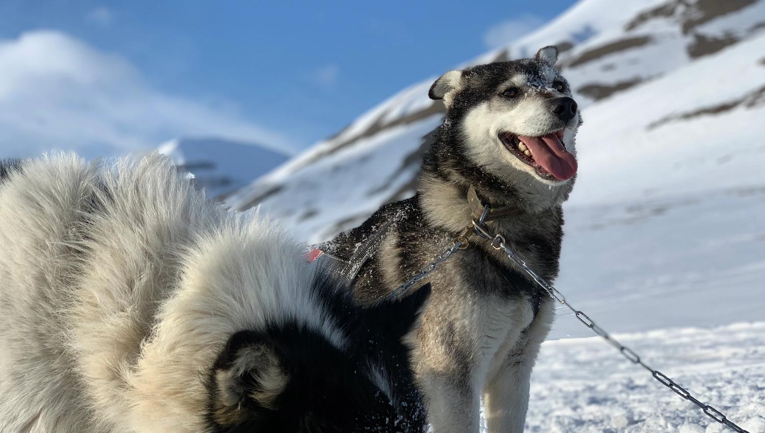 Sled dogs