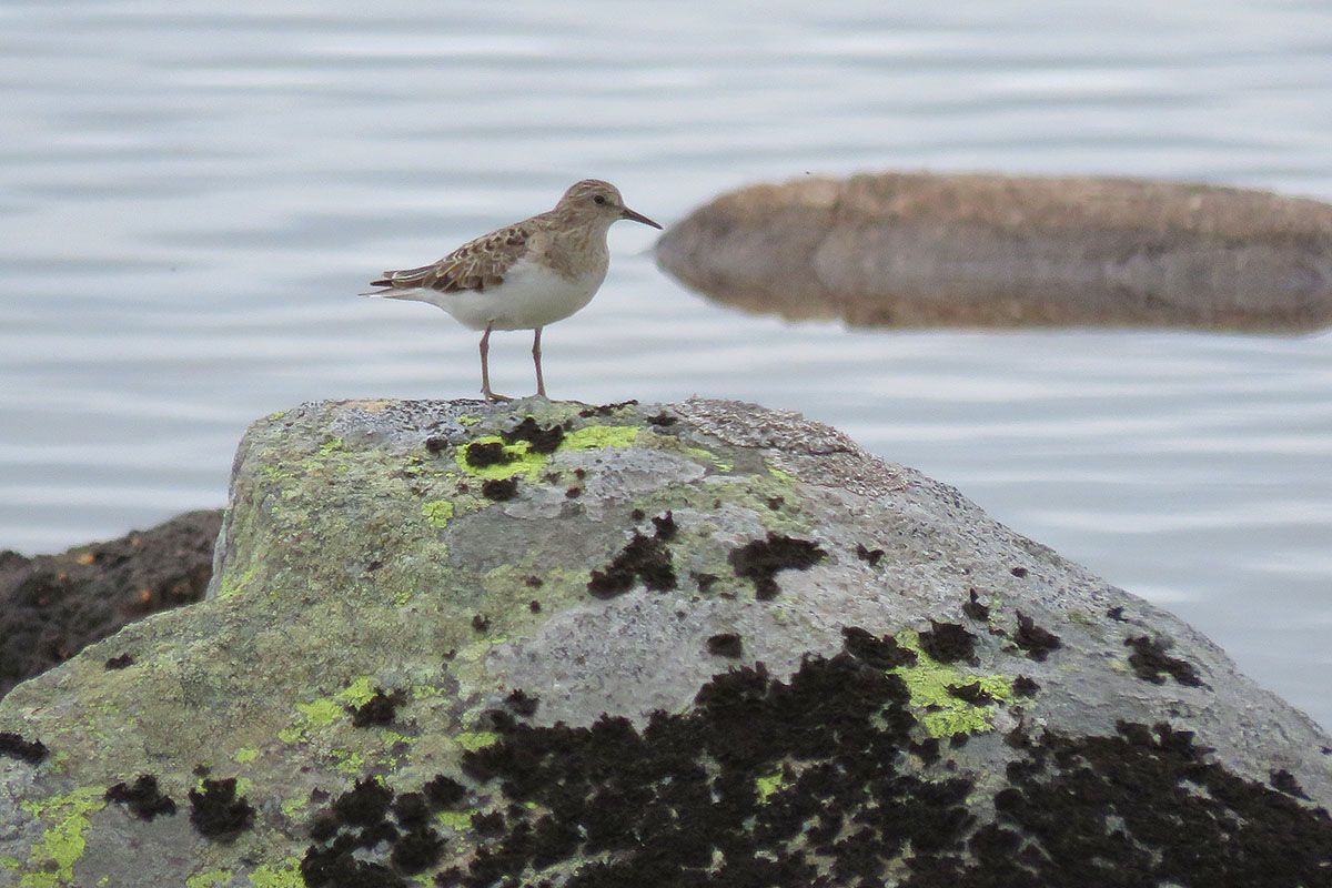 web_temmincksnipe2