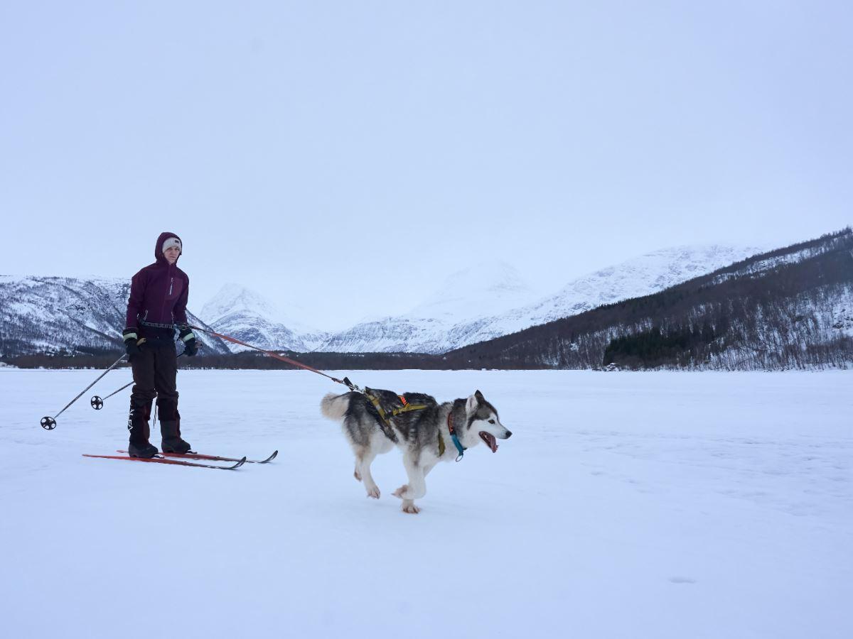 Skiing with a husky - Into the Wild