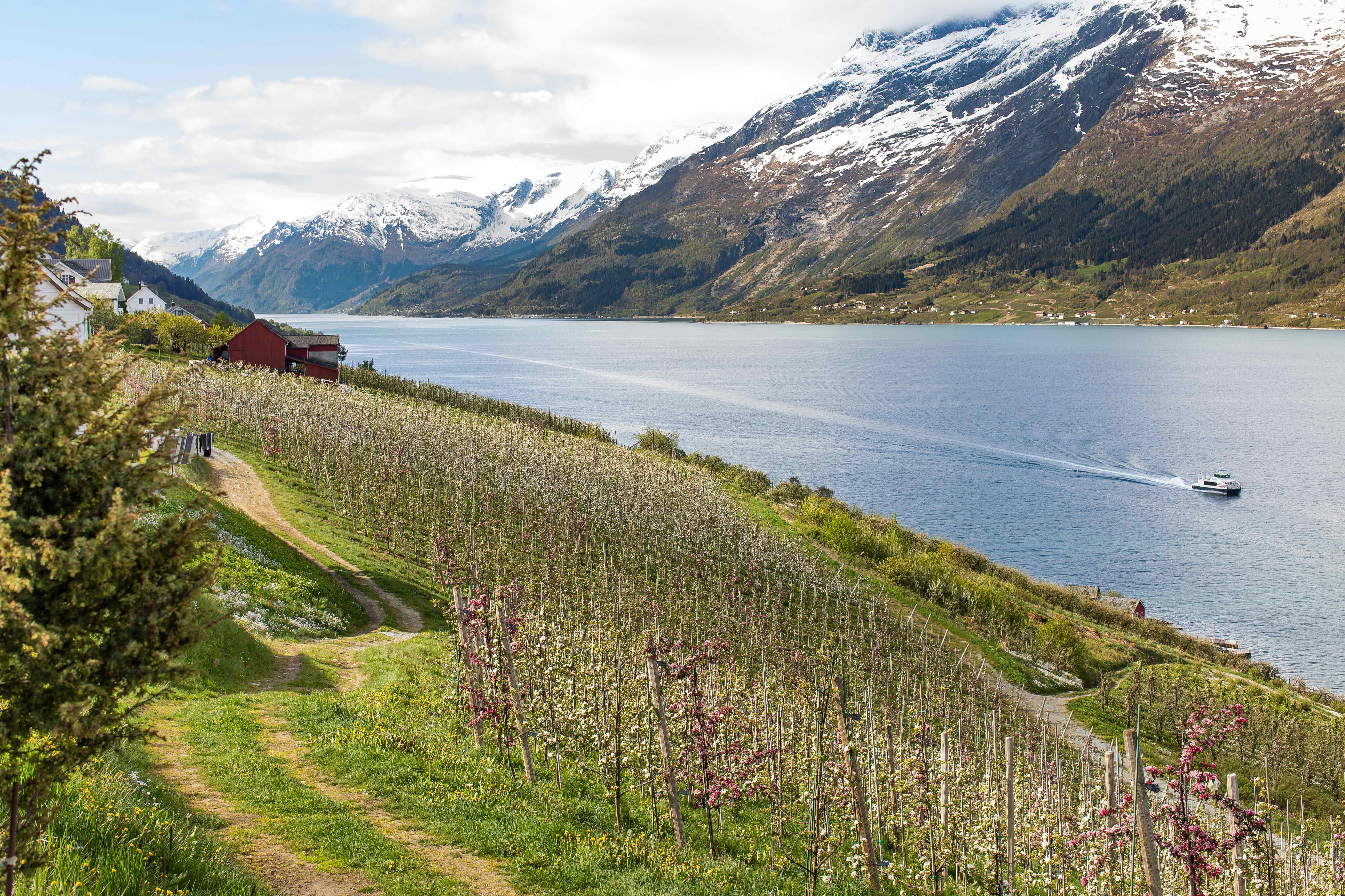 Farm by the fjord with mountain views and a boat creating waves on the water.