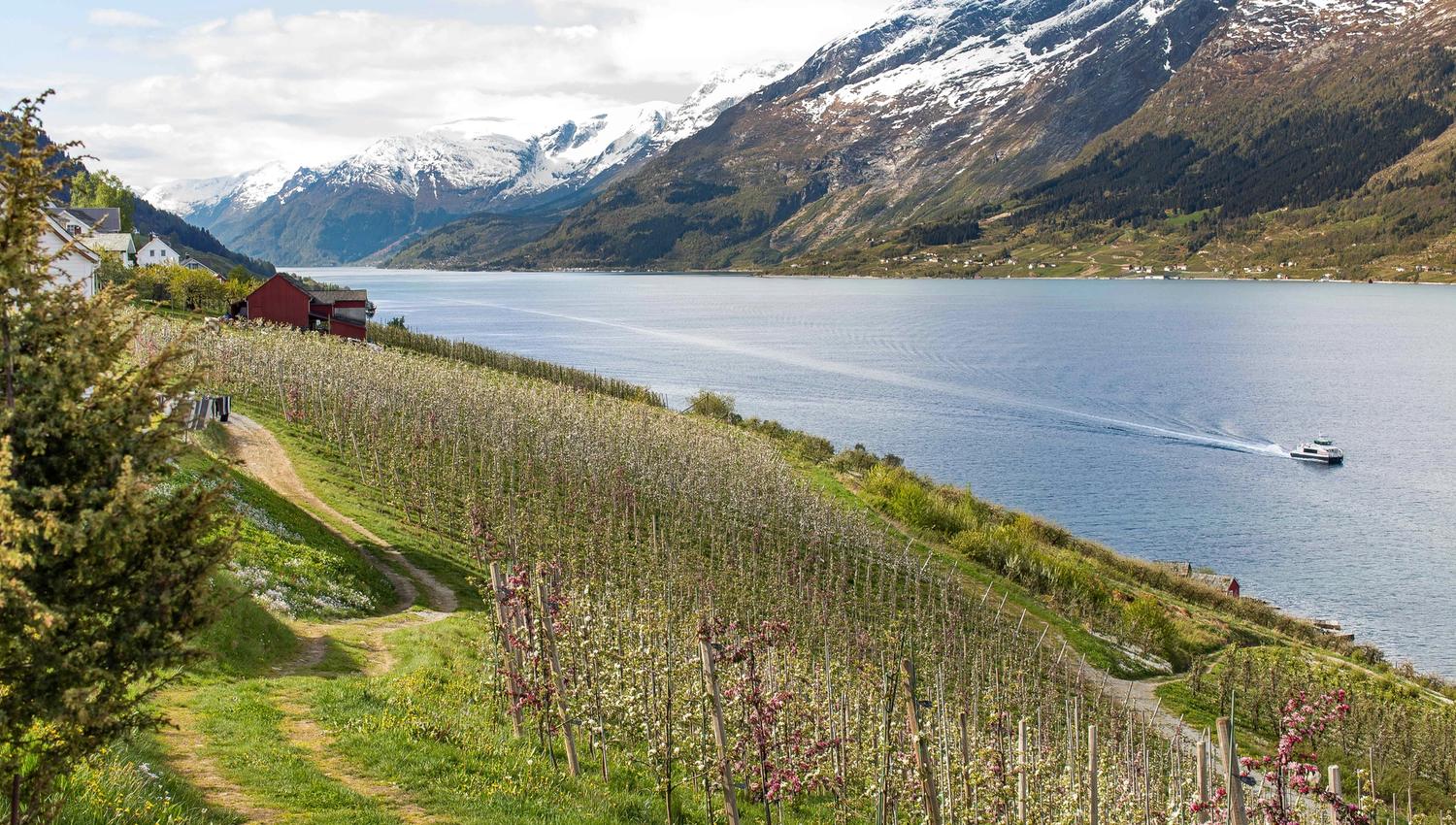Farm by the fjord with mountain views and a boat creating waves on the water.
