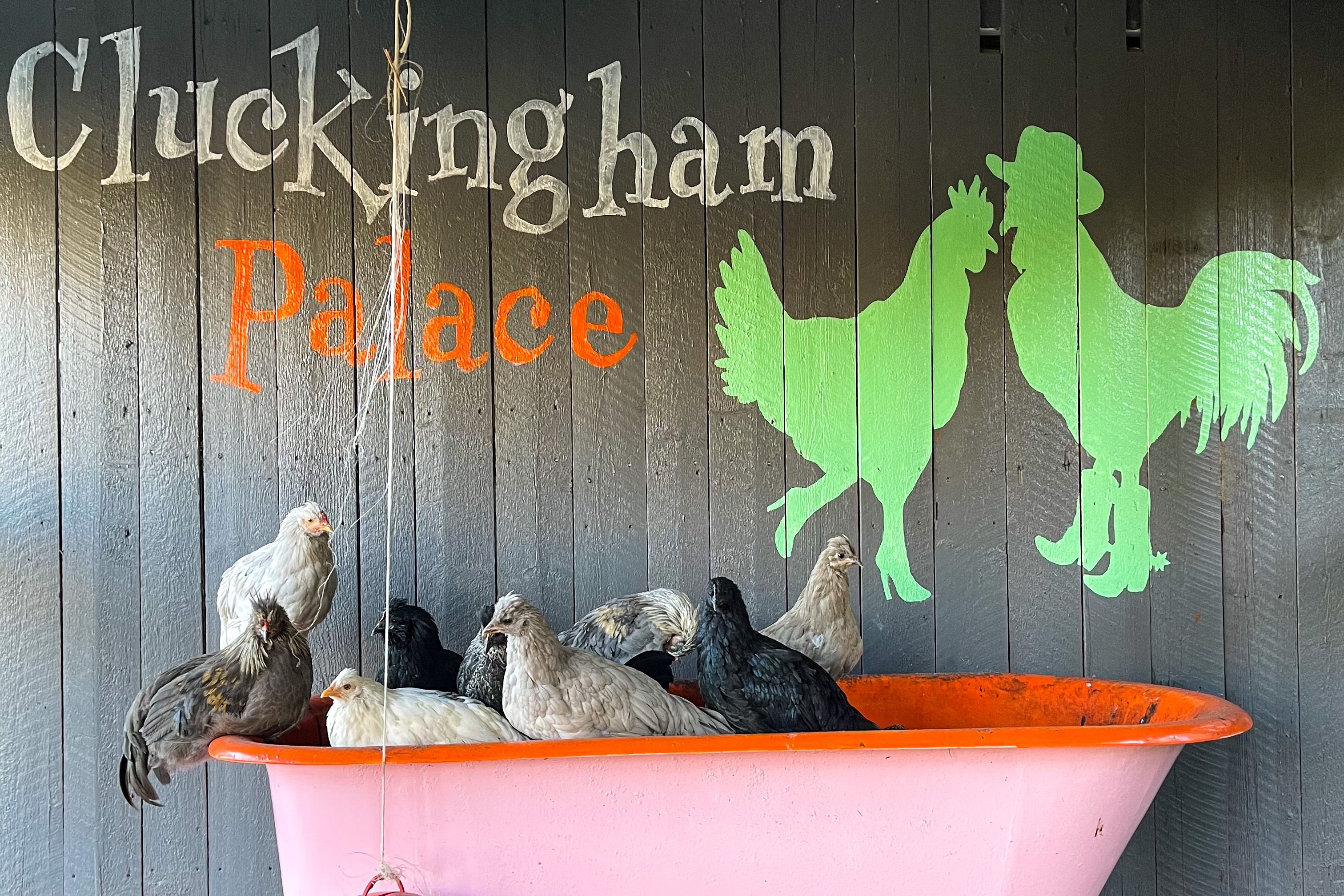 Chickens in a bathtub