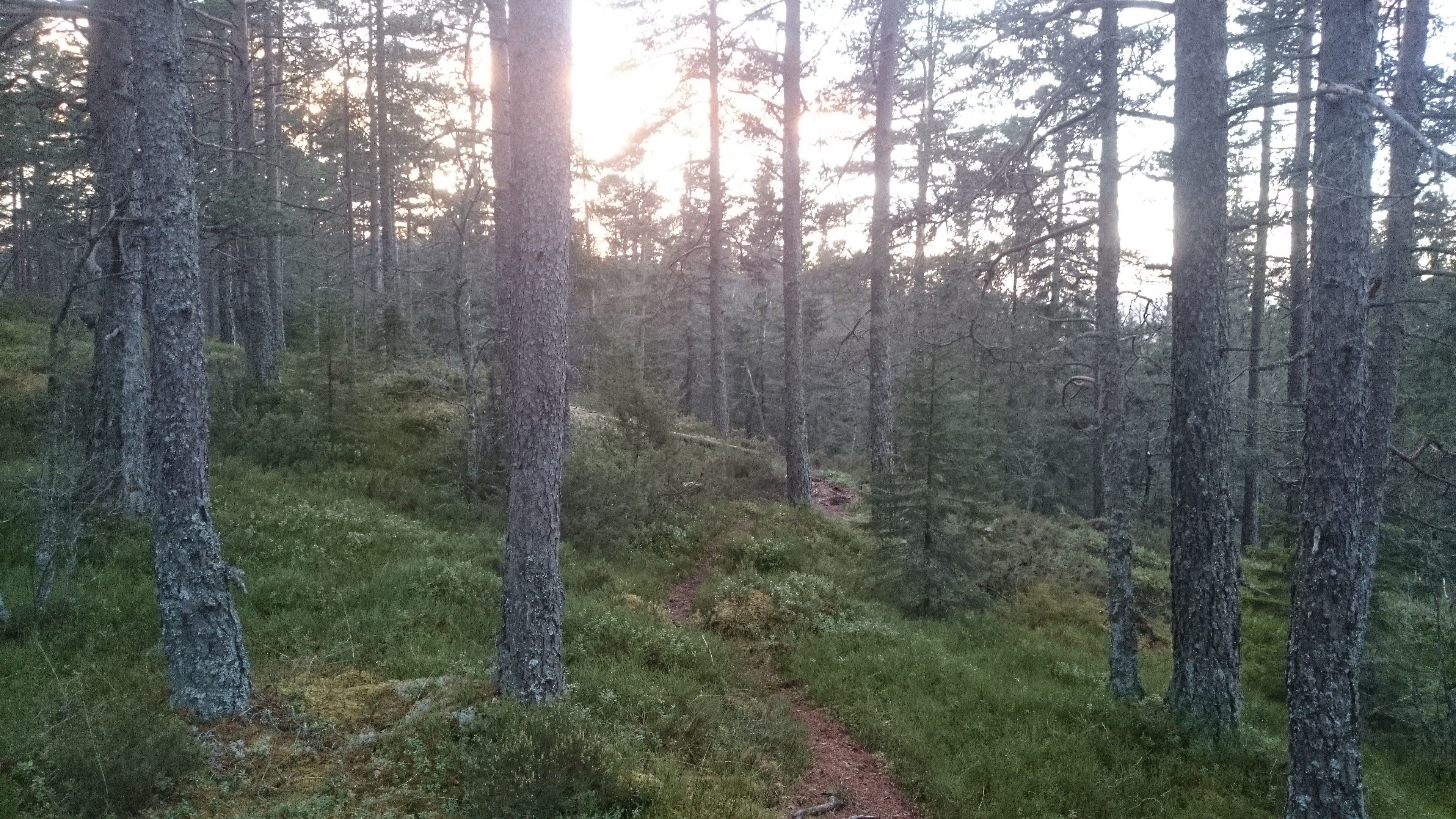 Stien til Dansarberga