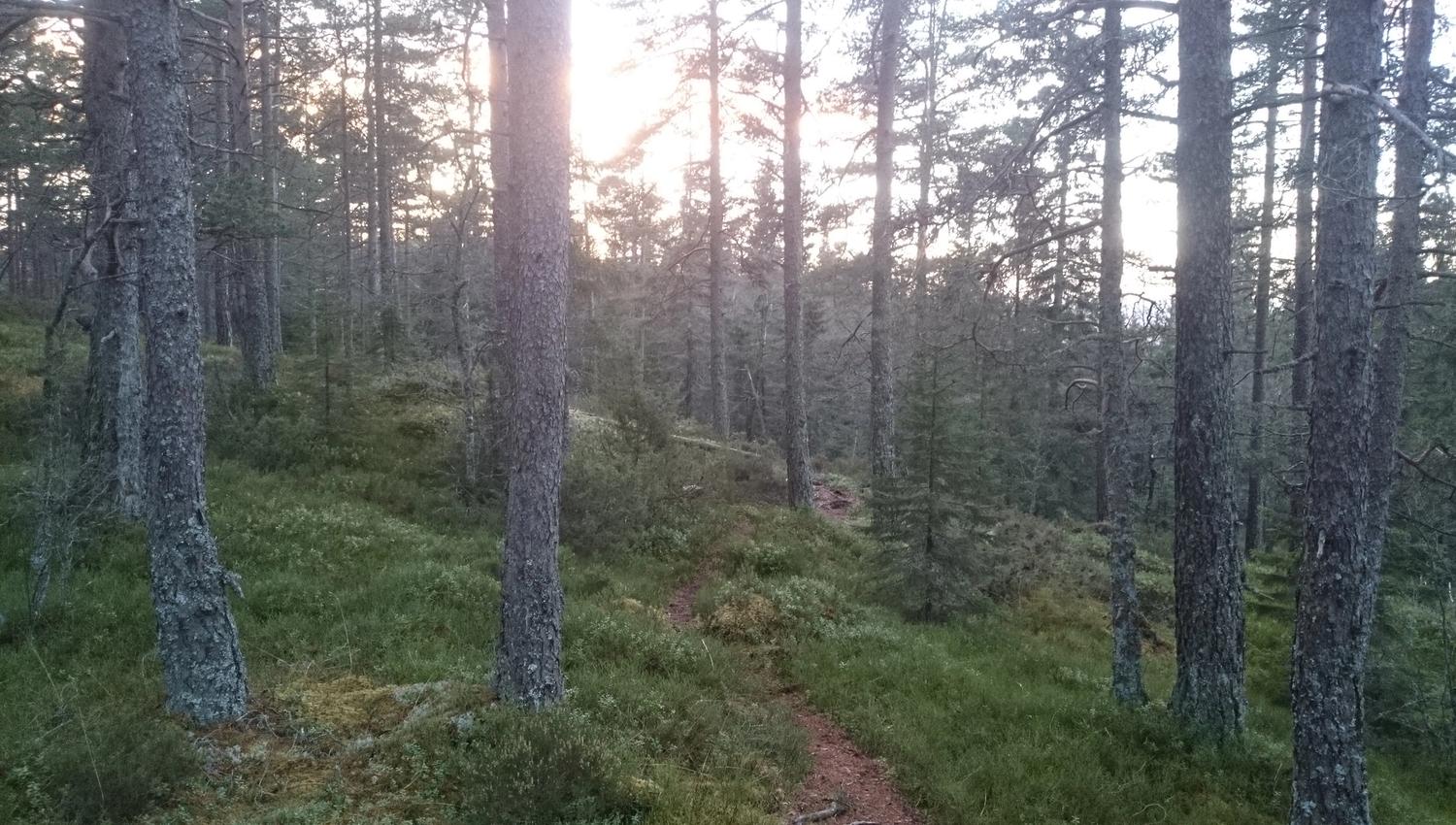 Stien til Dansarberga
