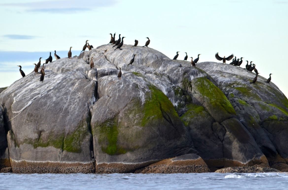 Flock of Cormorants sitting on a big rock