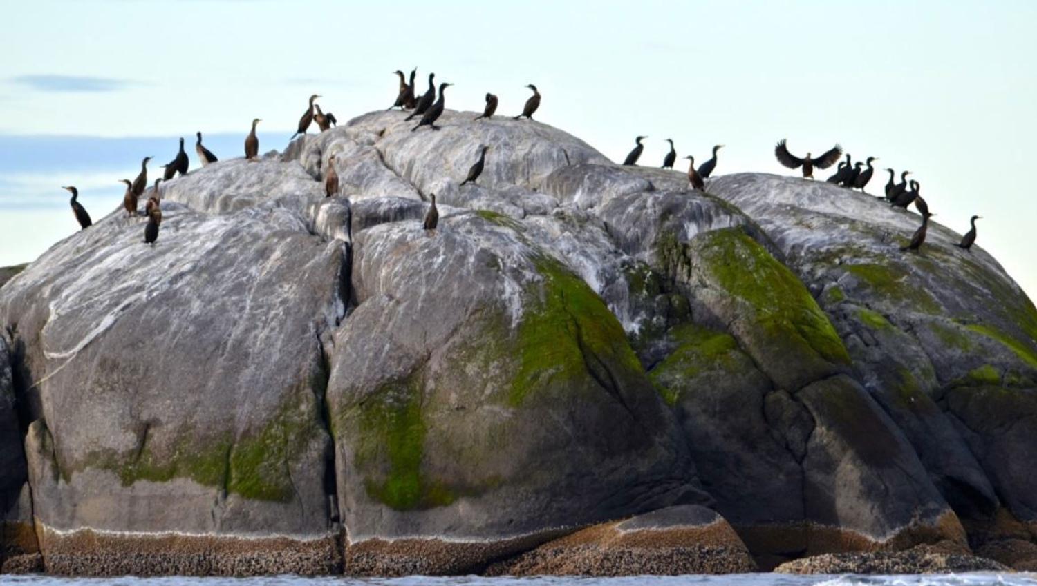 Flock of Cormorants sitting on a big rock
