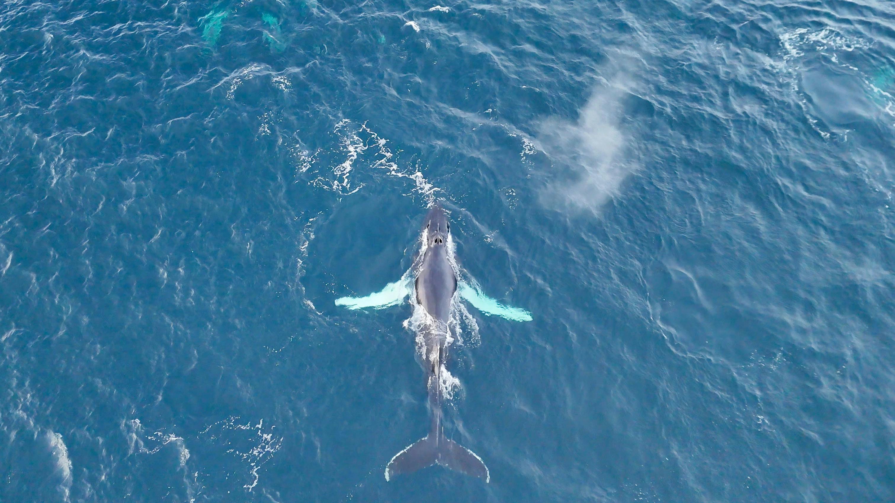 Baleine nageant dans l'océan bleu, vue aérienne.