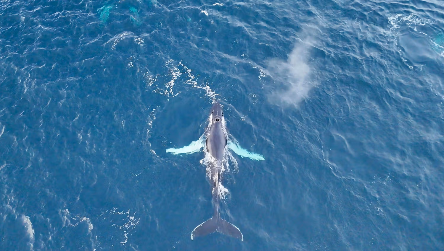 Baleine nageant dans l'océan bleu, vue aérienne.