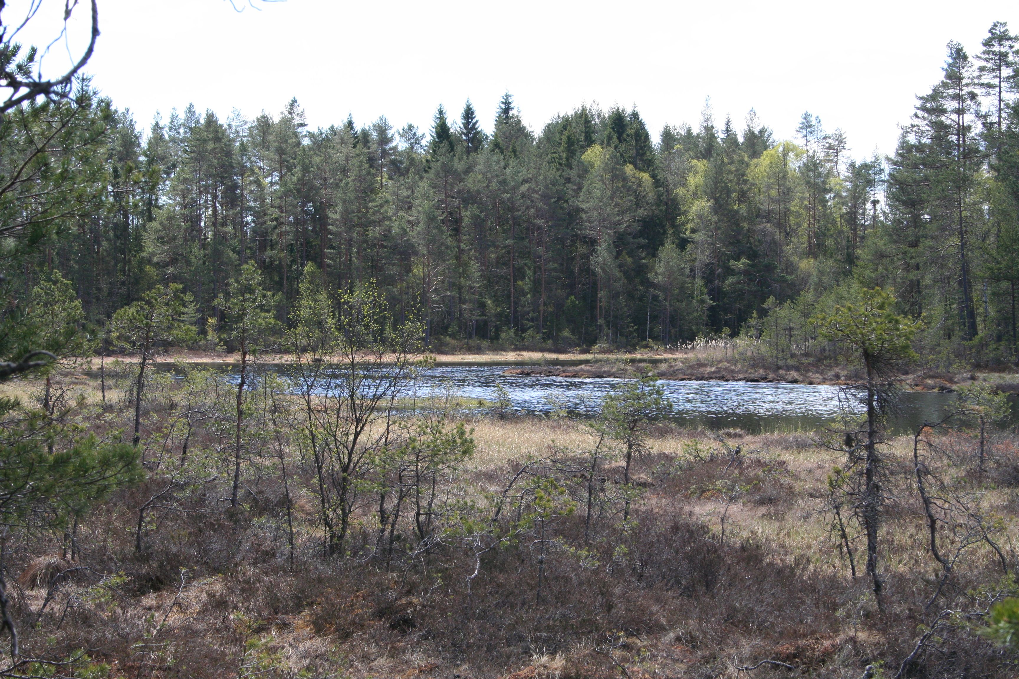 Myrtjern