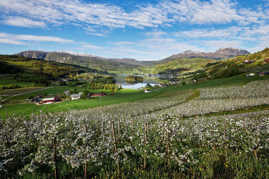 Panoramablick über blühende Obstplantagen und die Fjordlandschaft in Ulvik.