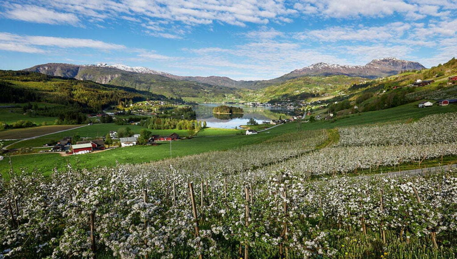 Panoramablick über blühende Obstplantagen und die Fjordlandschaft in Ulvik.