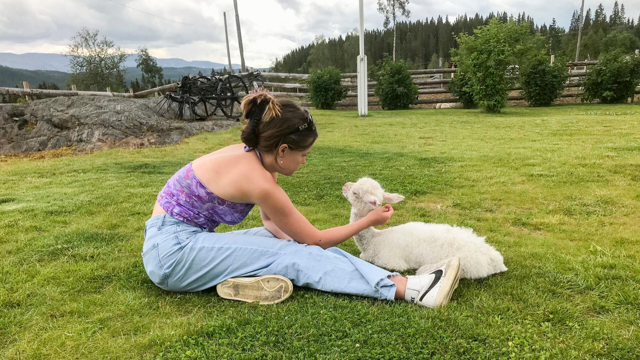 Løyle Farm - Petting Farm with alpacas, horses, dogs, and goats