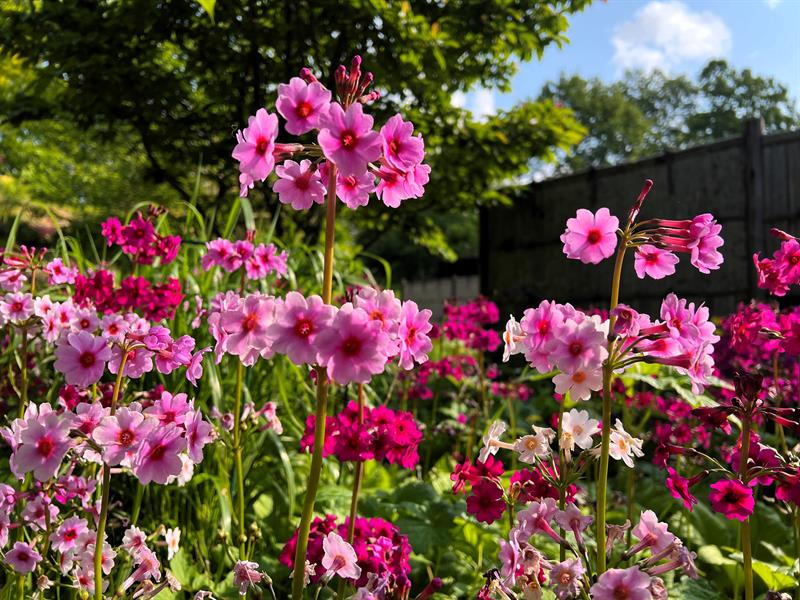 The arboretum and Bergen botanical garden