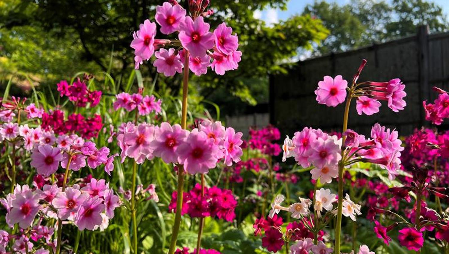 The arboretum and Bergen botanical garden
