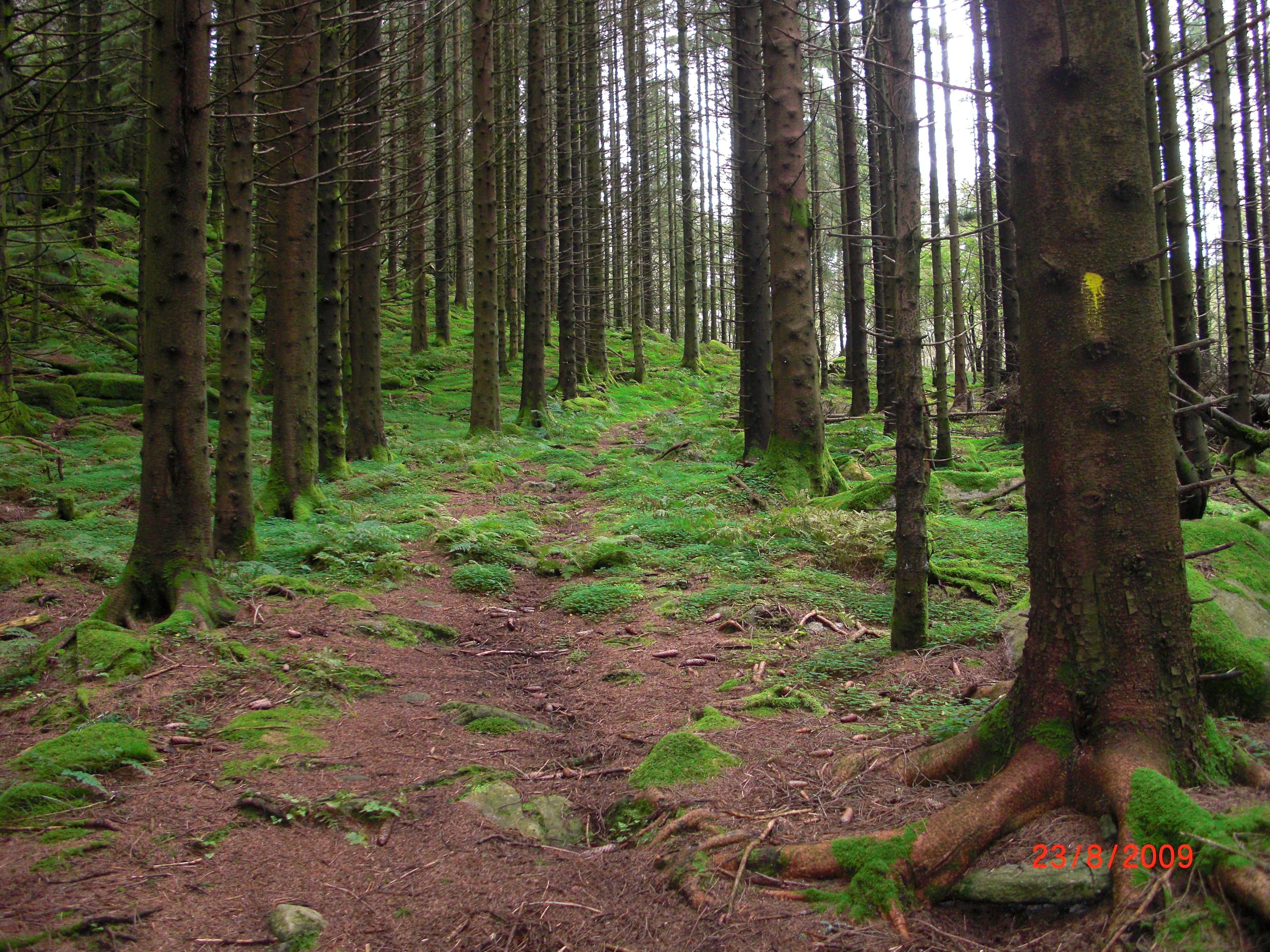 Kongeveien Hiking Tour