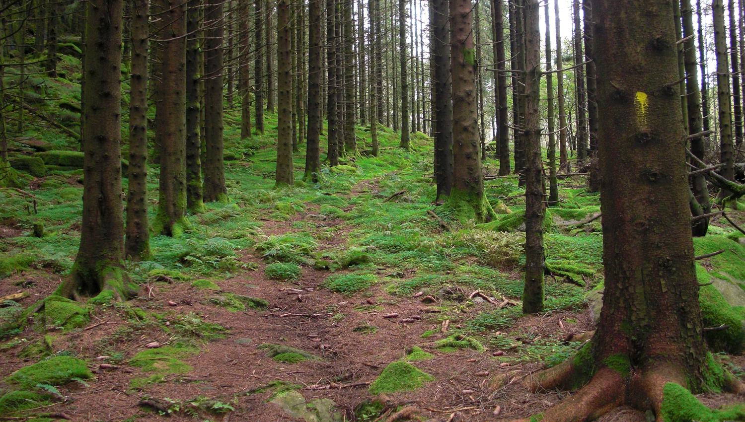 Kongeveien Hiking Tour