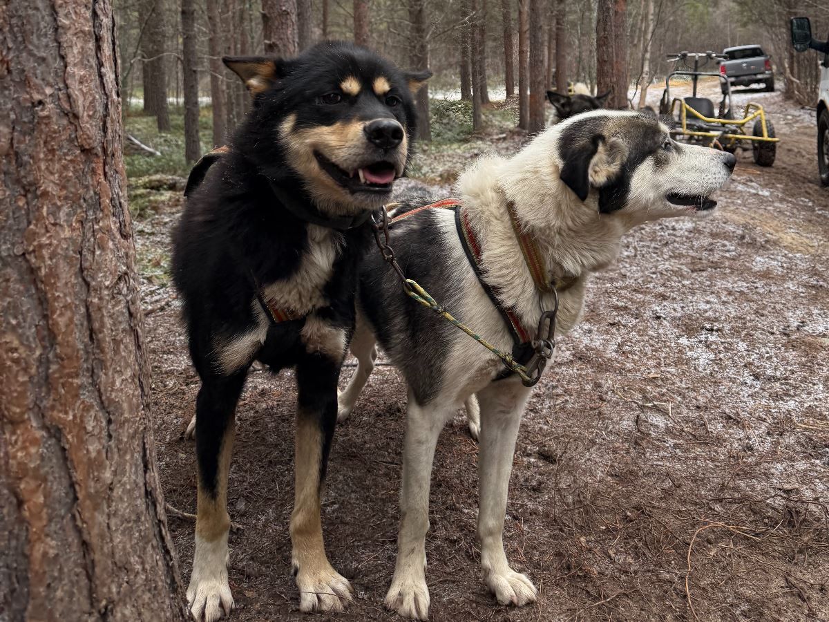 Two Alaskan huskies in harness during a break in the forest