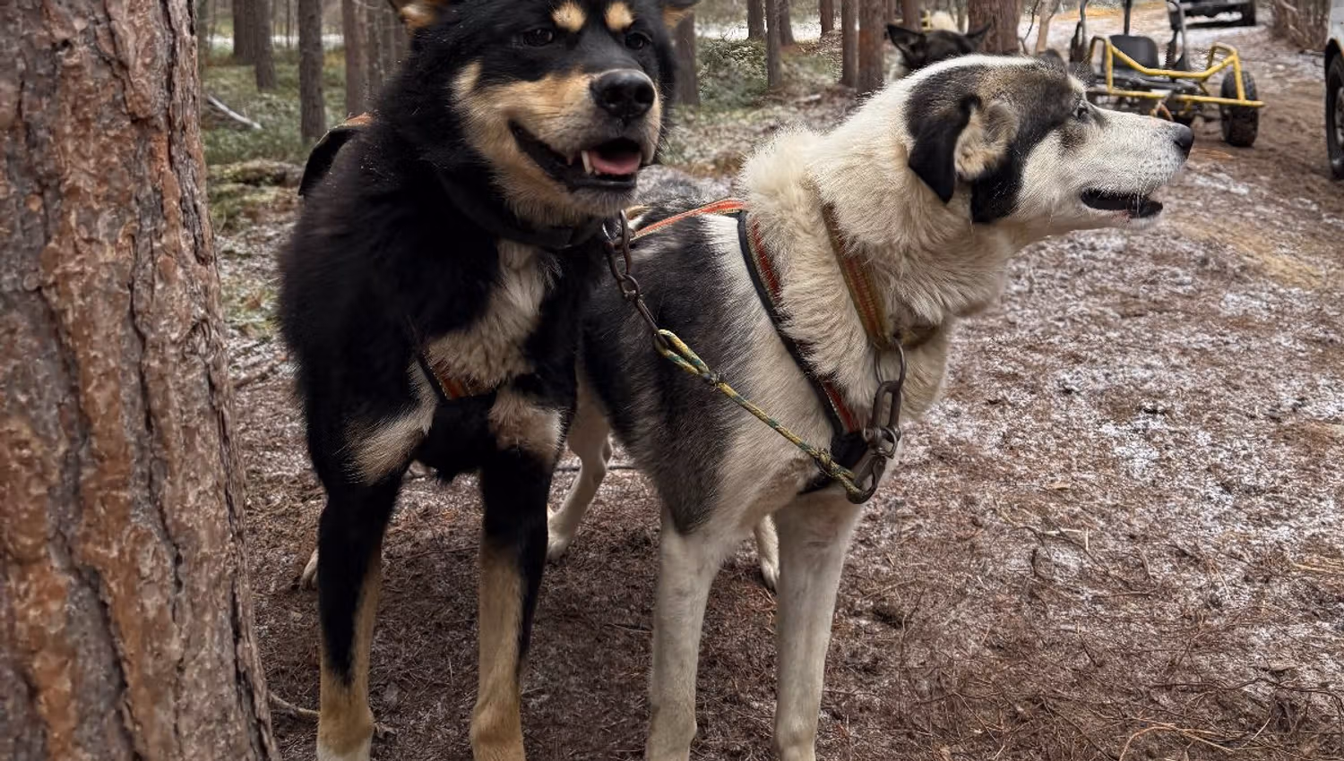 Two Alaskan huskies in harness during a break in the forest