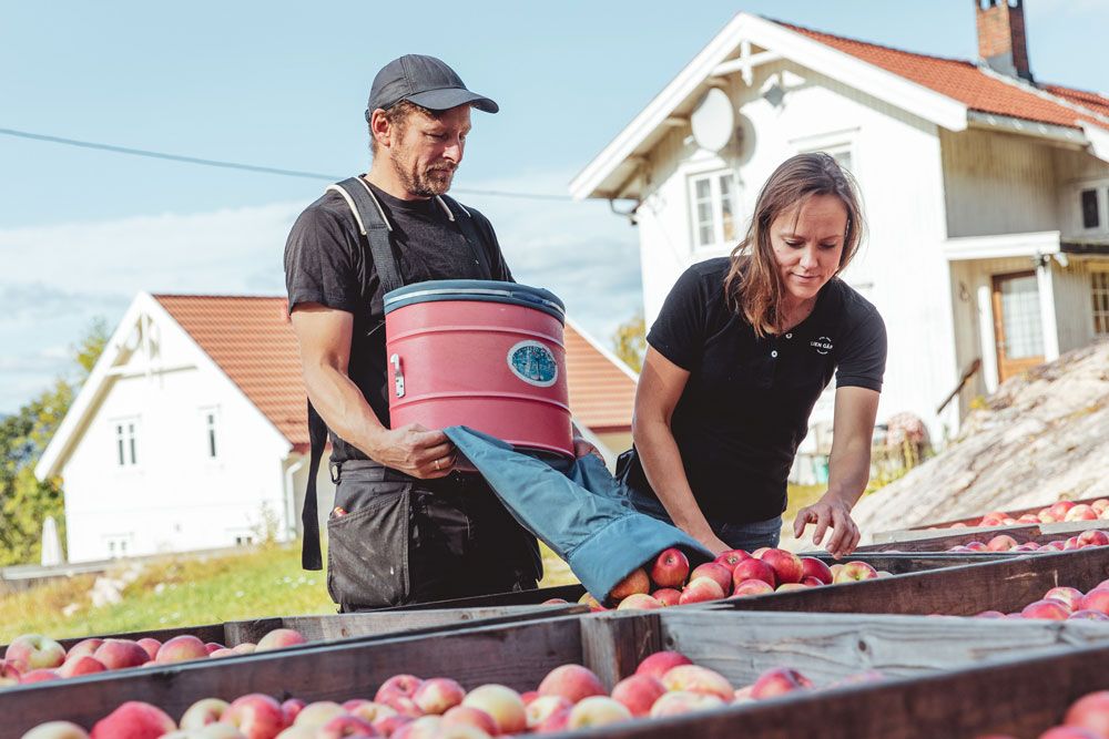 mann og dame høster epler Lien Gård