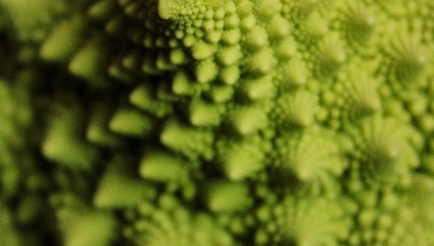 Extreme close-up of green romanesco broccoli showing spiral, cone-shaped florets with a textured surface..