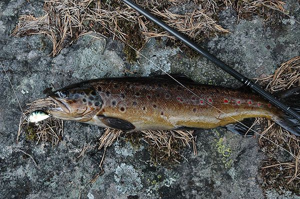 Fisk på berg