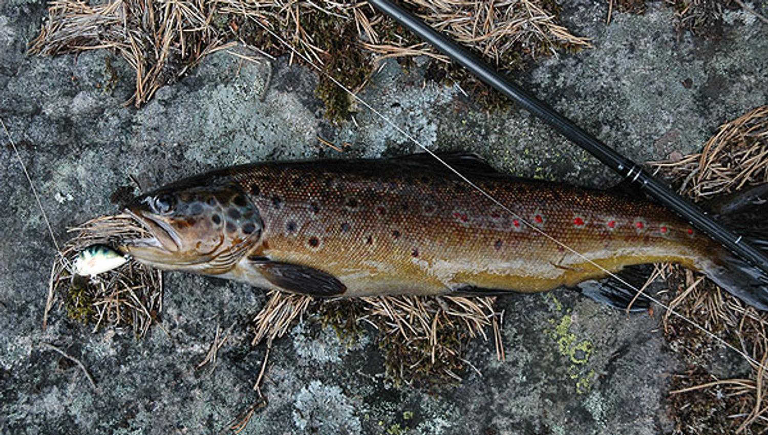 Fisk på berg