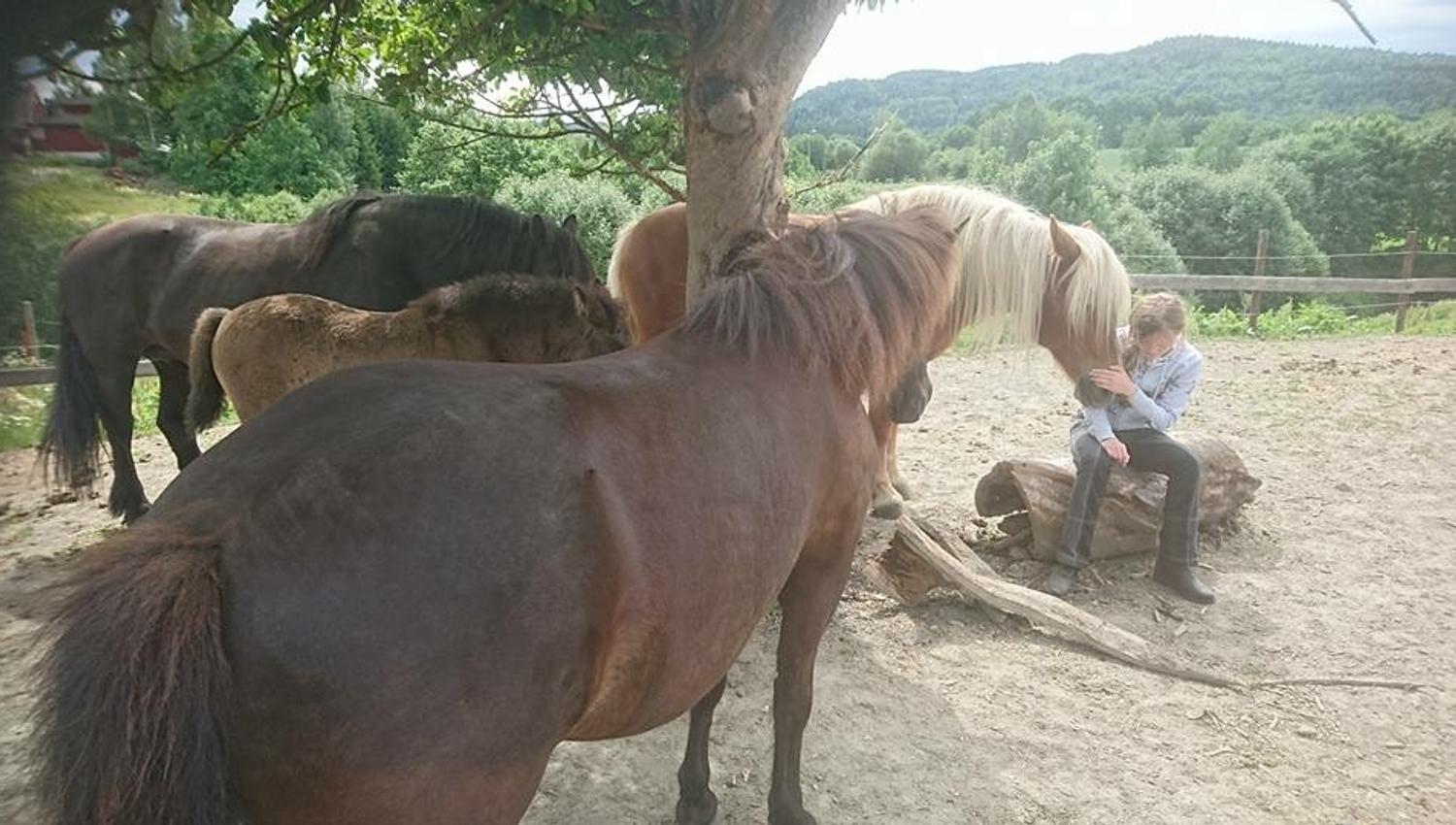 Horses