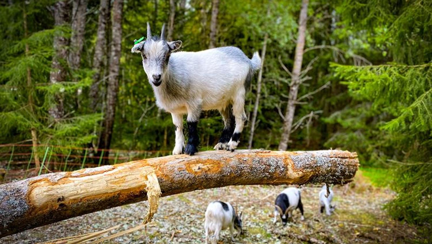 Geiter som går fritt under tretopphytta.