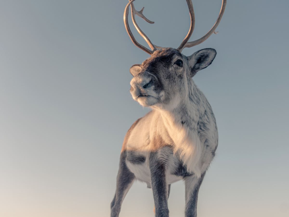 Reindeer