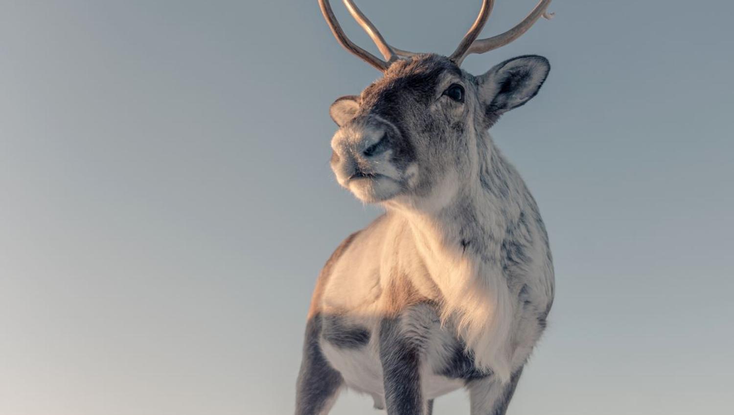Reindeer