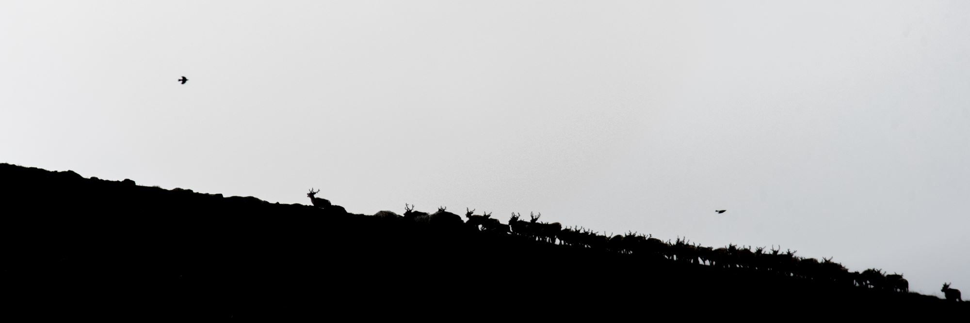 Musk Ox Safari Personal Tour, 2 days