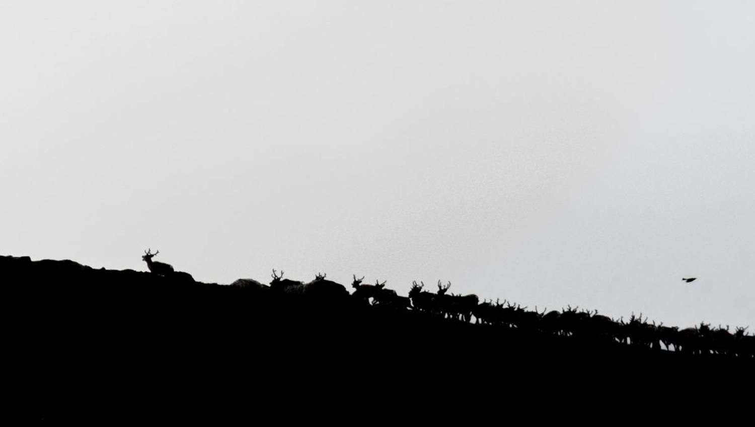 Musk Ox Safari Personal Tour, 2 days