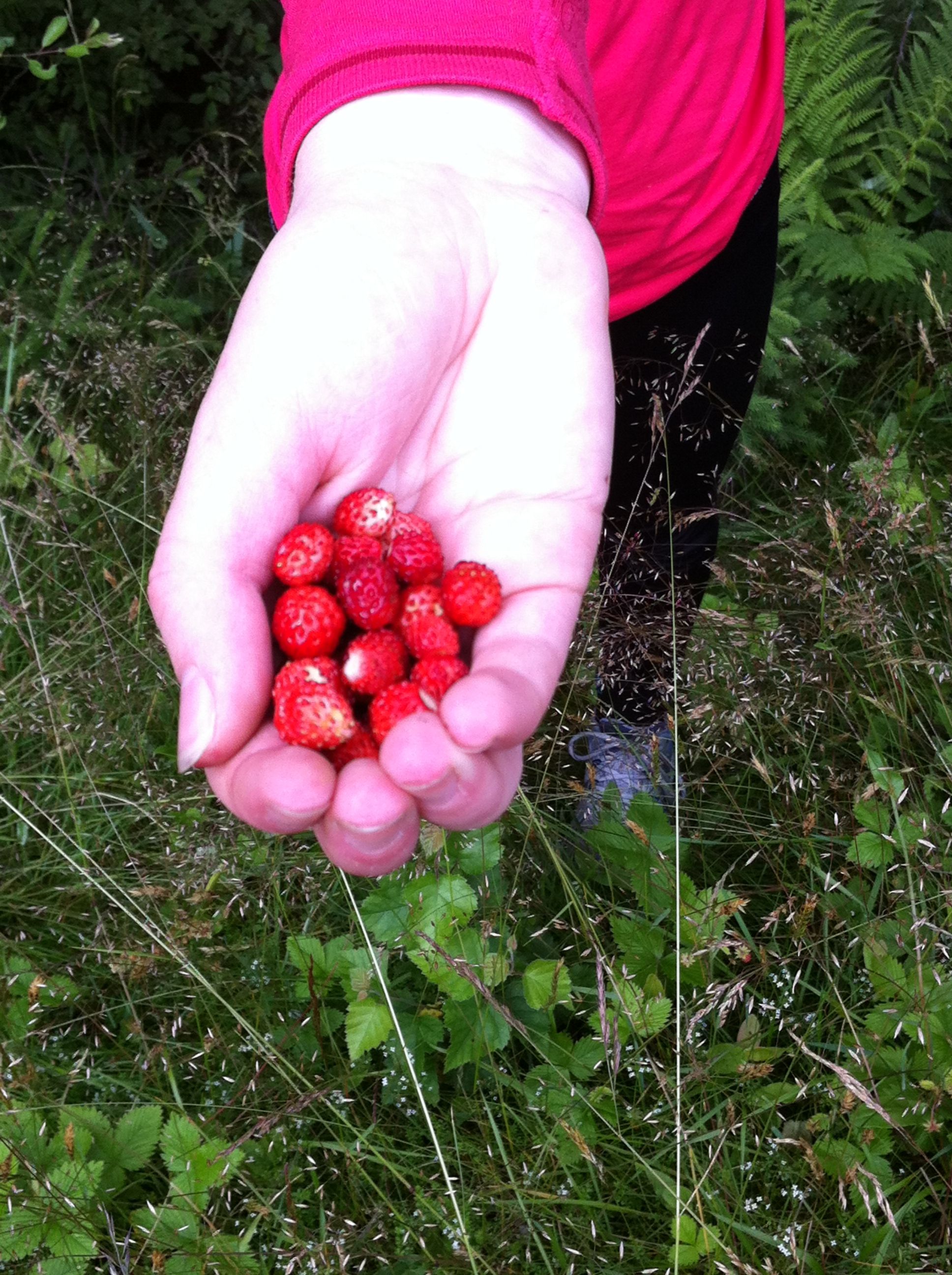 Wild strawberries in a hand
