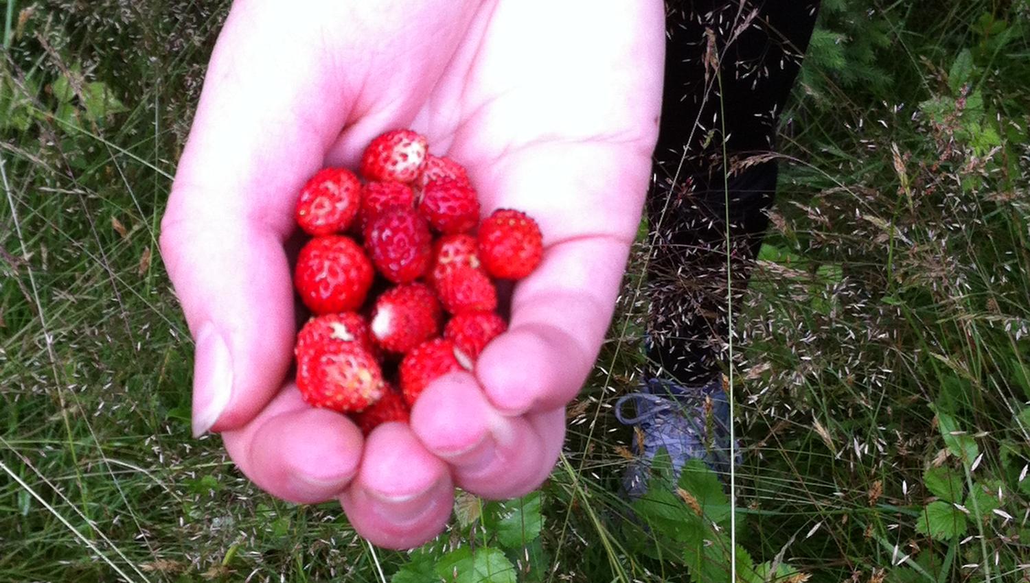 Wild strawberries in a hand
