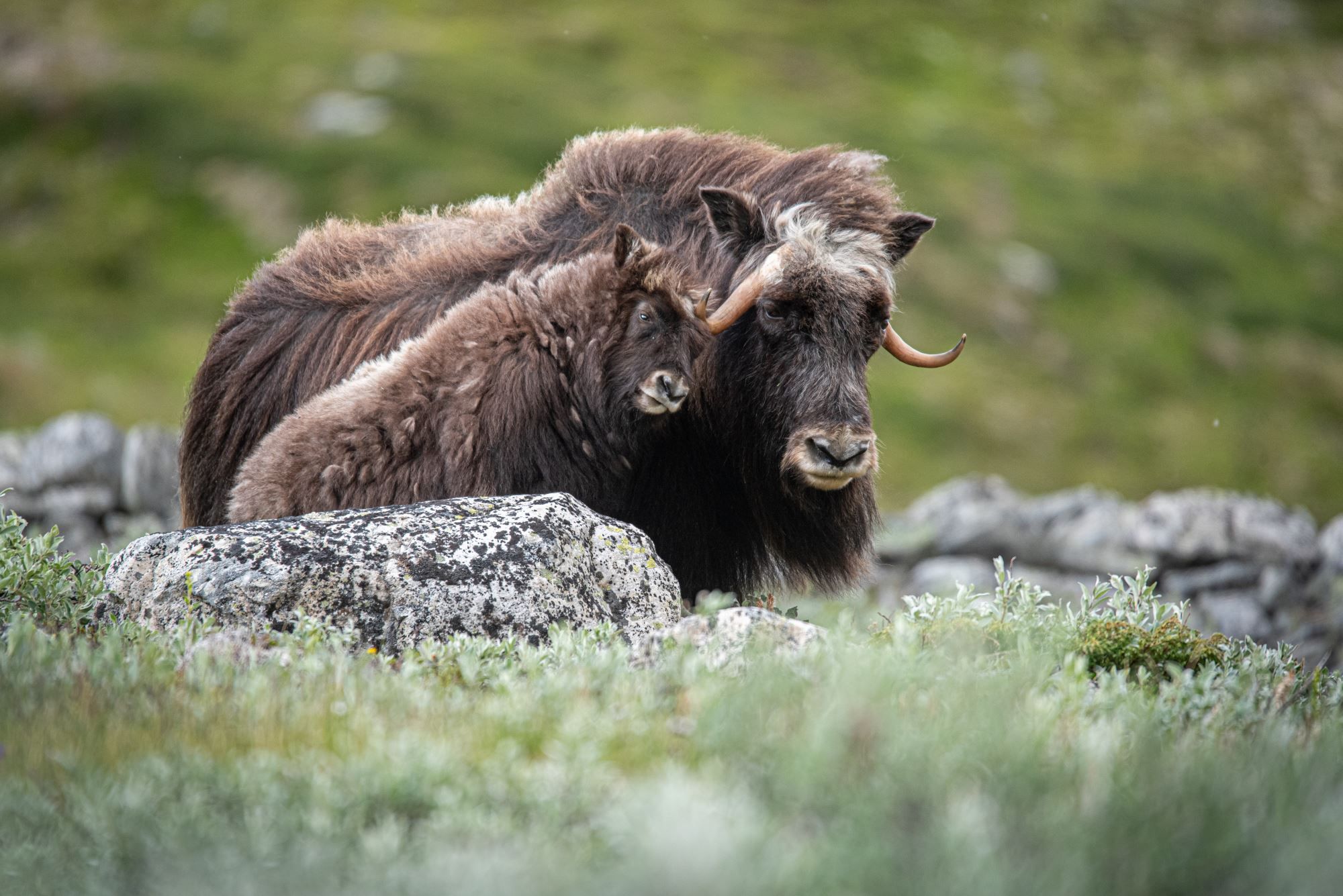 Musk Ox Safari