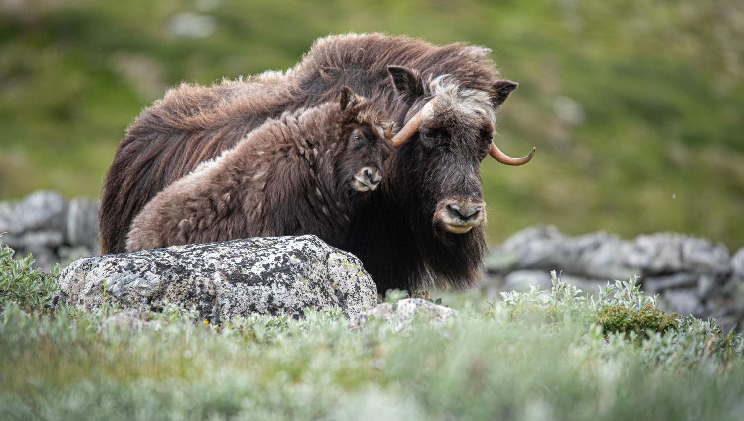 Musk Ox Safari