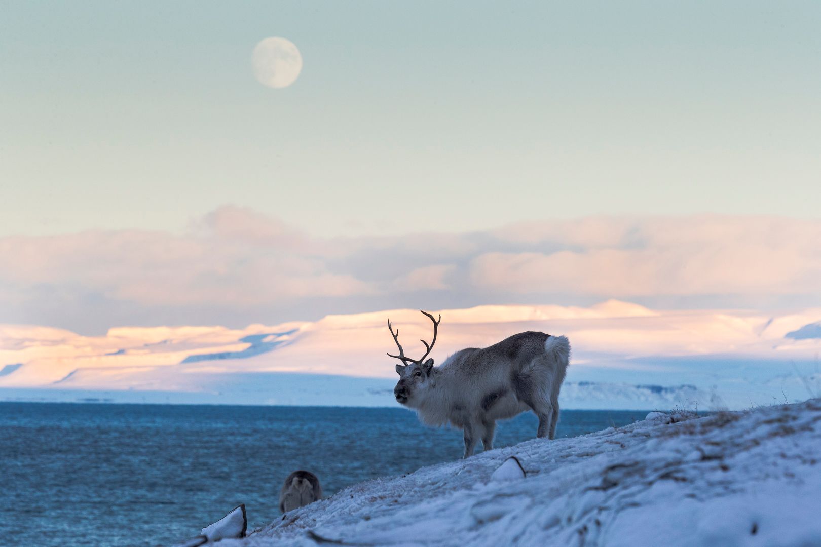 Svalbard reindeer with big antlers, standing on snowcovered terrain. The sun is shining on the mountains in the background 