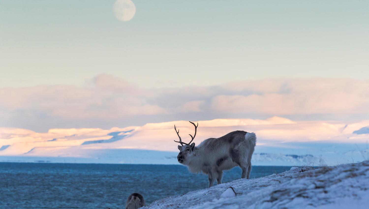 Svalbard reindeer with big antlers, standing on snowcovered terrain. The sun is shining on the mountains in the background