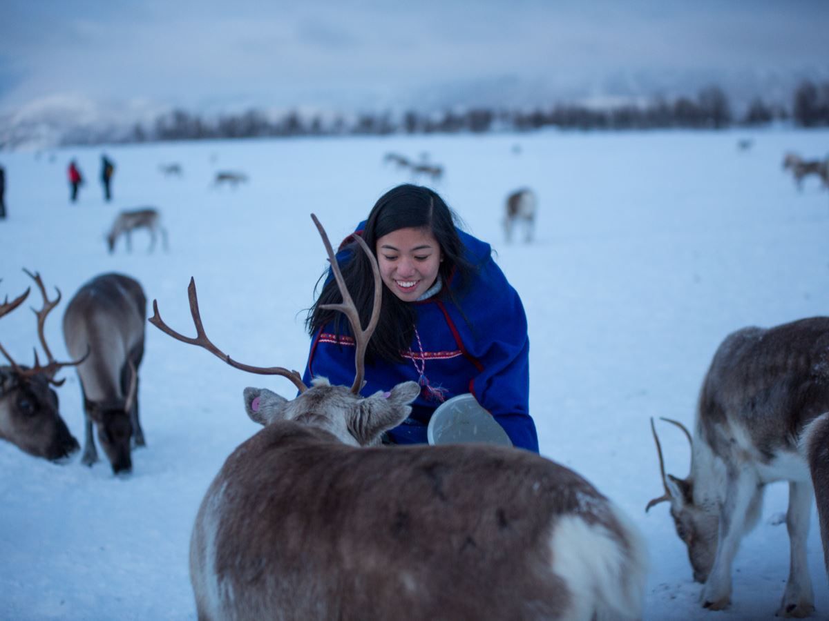 Feeding reindeers