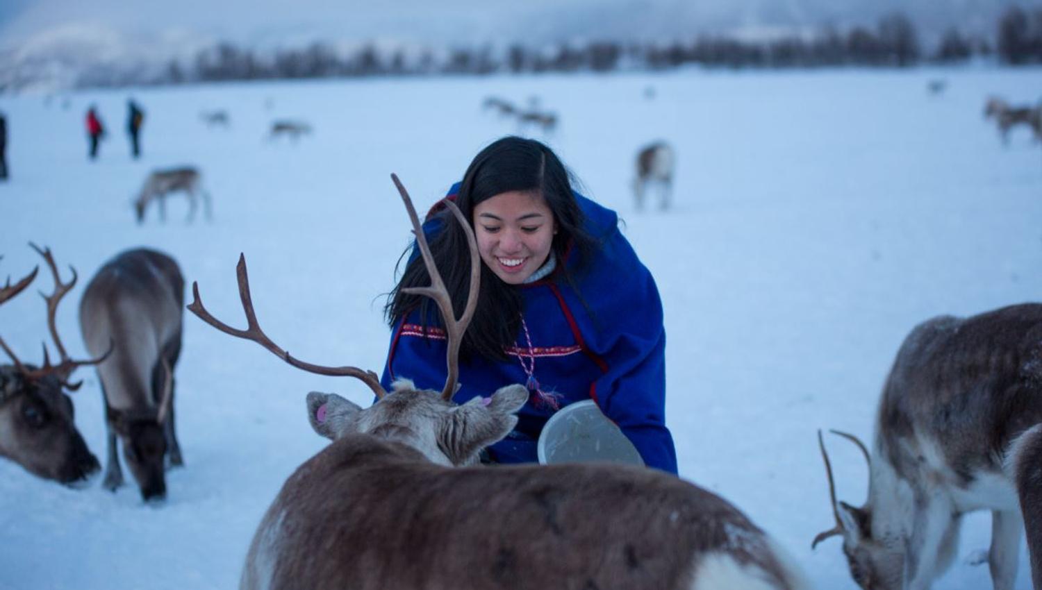 Feeding reindeers