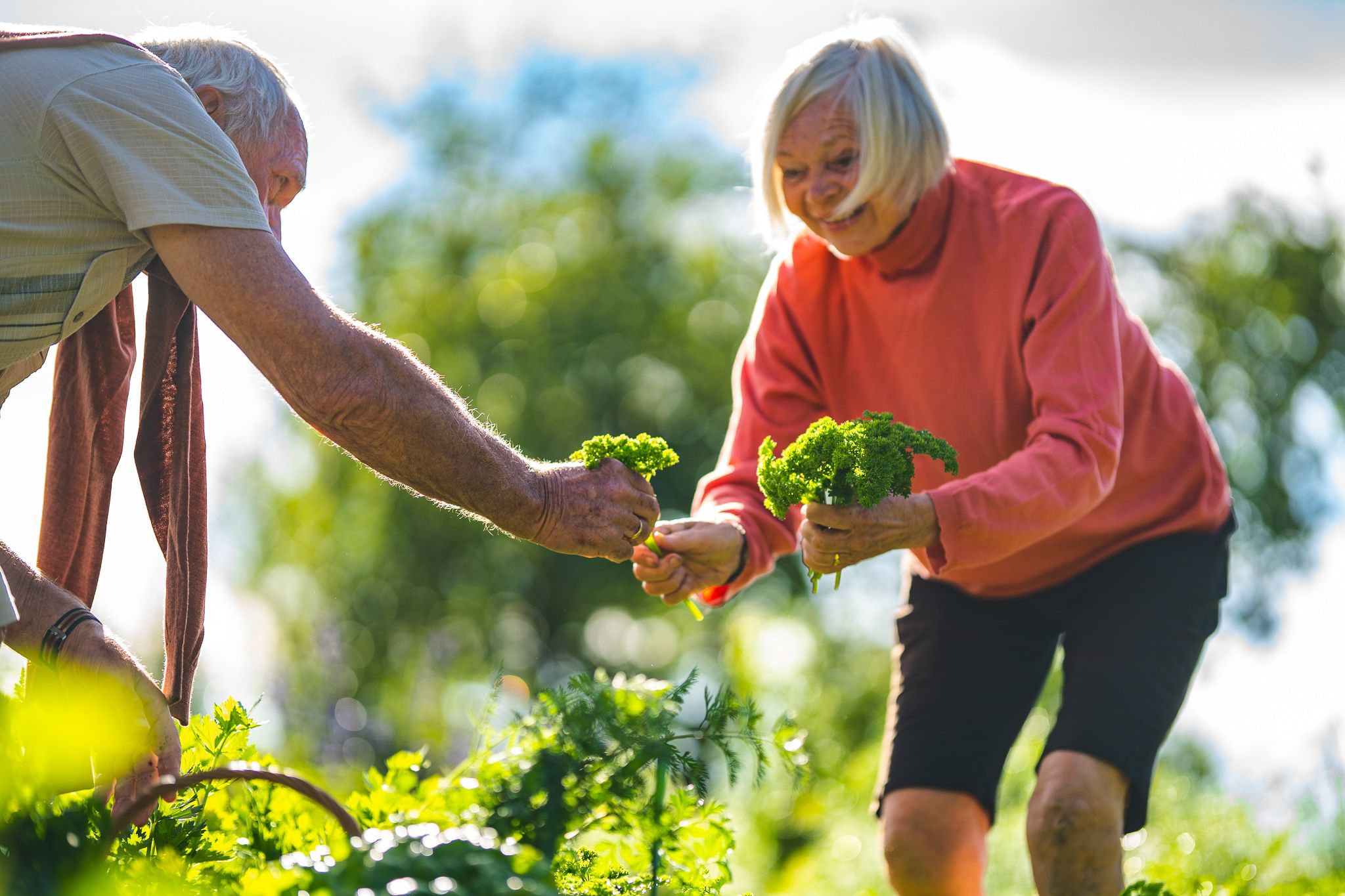 Women picking plants