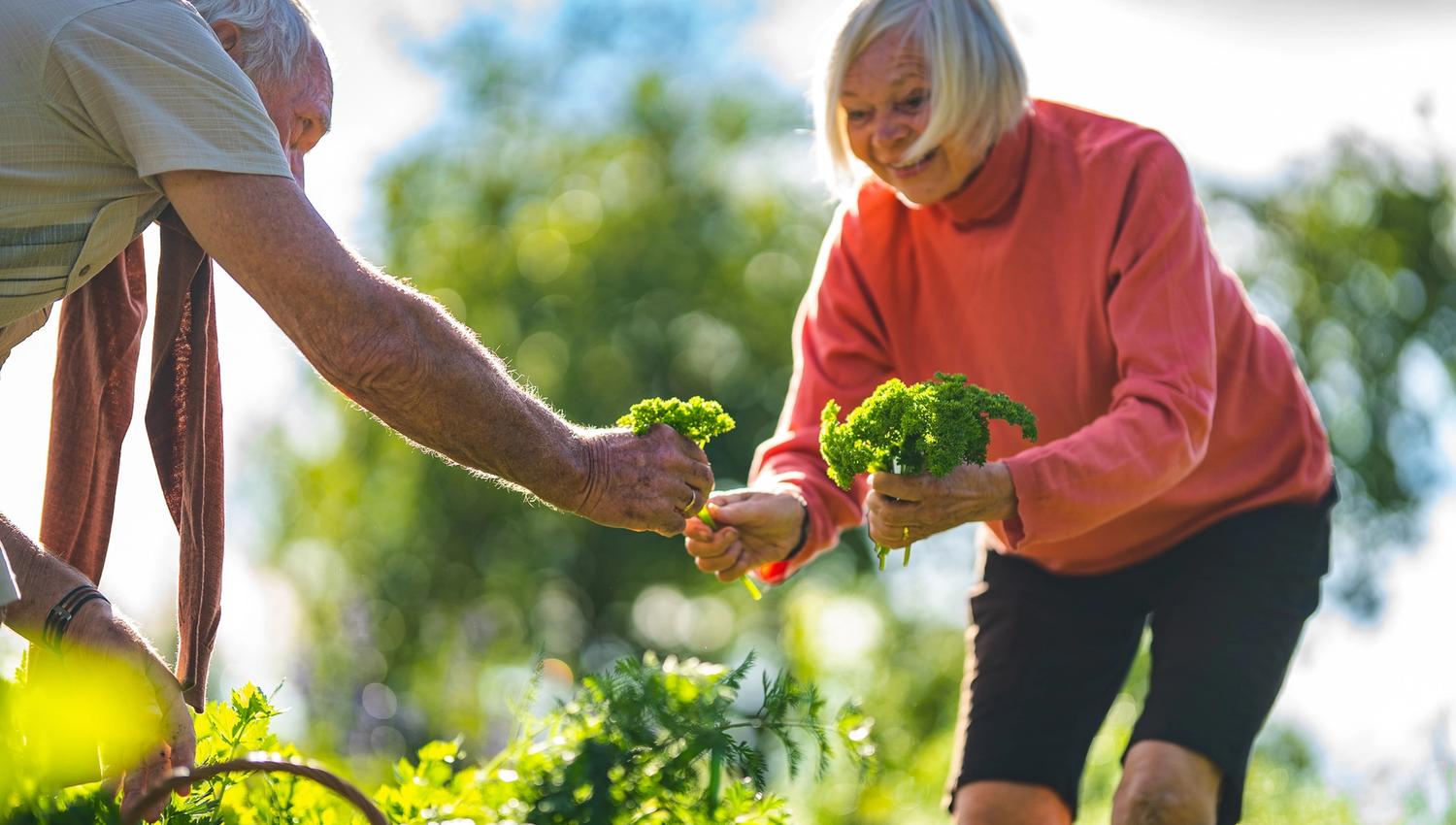 Women picking plants