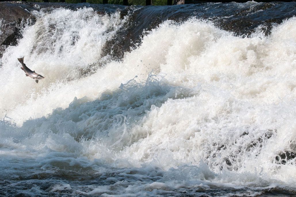Salmon jumping in the waterfall