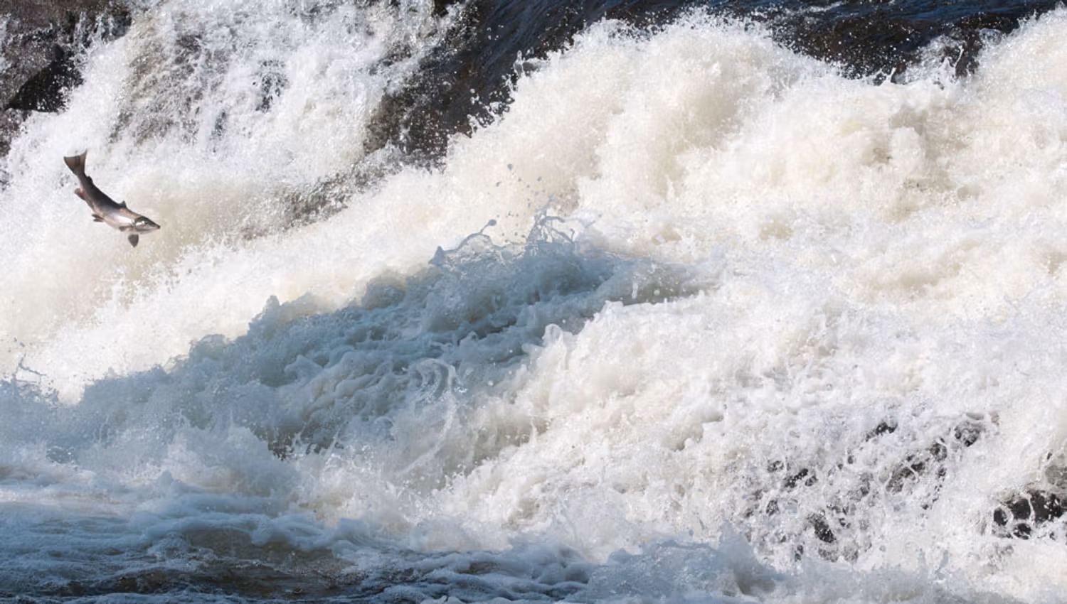 Salmon jumping in the waterfall
