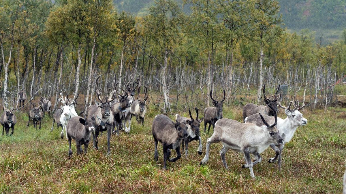 Reindeer herd in an autumn landscape at Tromsø Lapland’s Sámi camp near Tromsø.