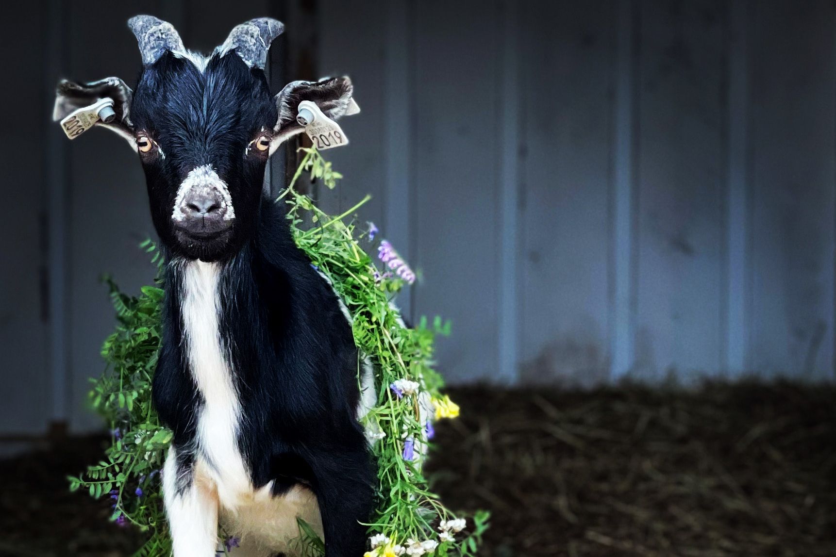 Goat with small flowers on it's back