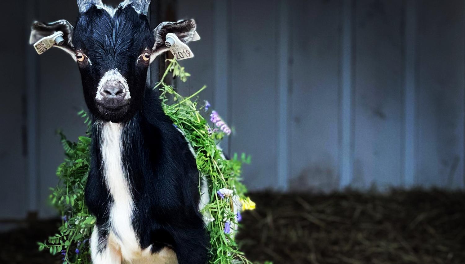 Goat with small flowers on it's back