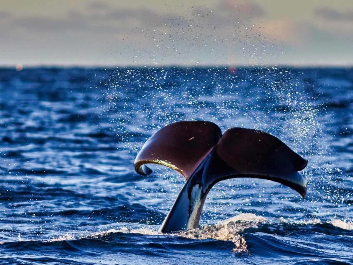 A whale’s tail breaks the surface of the water.