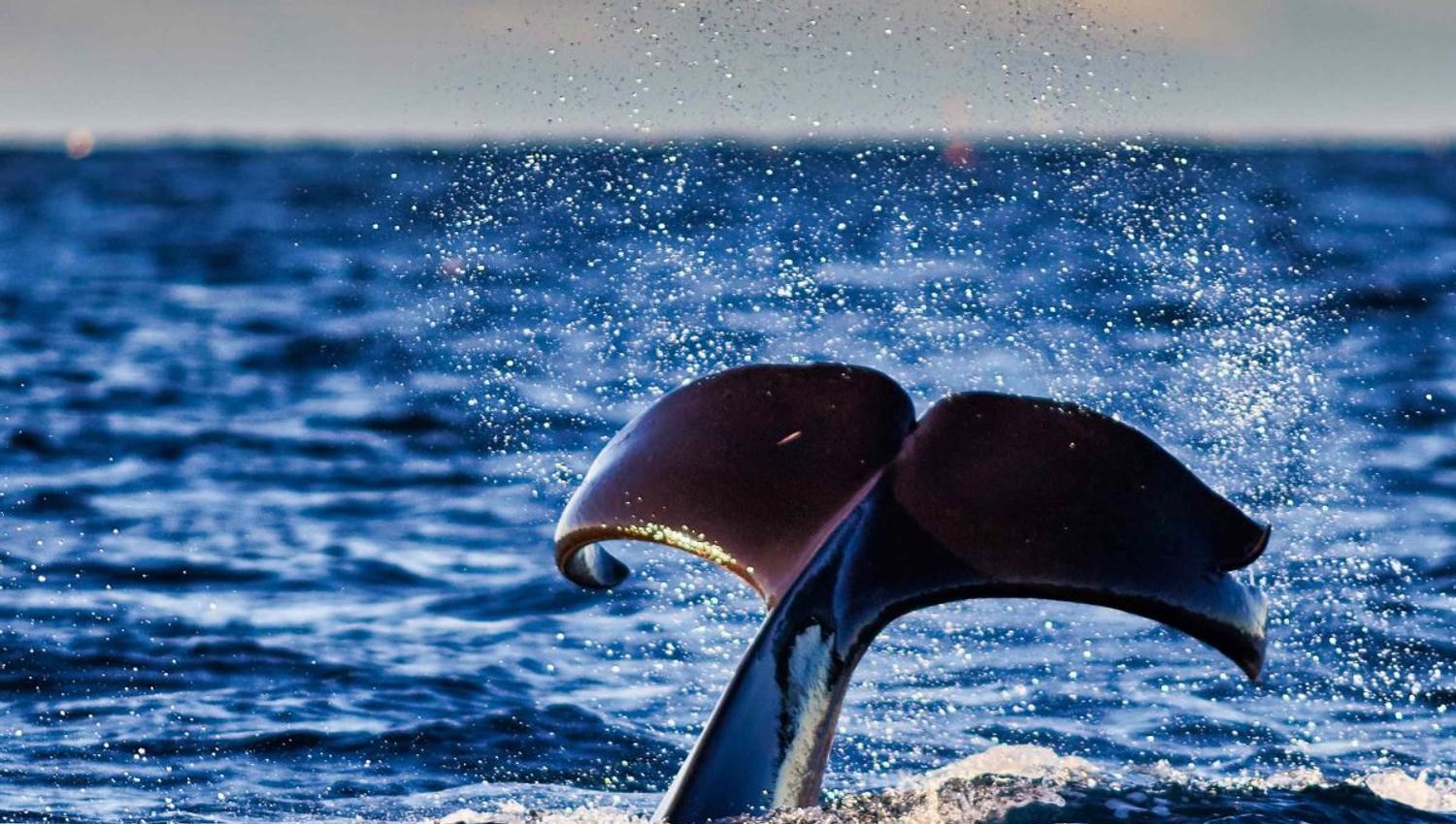 A whale’s tail breaks the surface of the water.